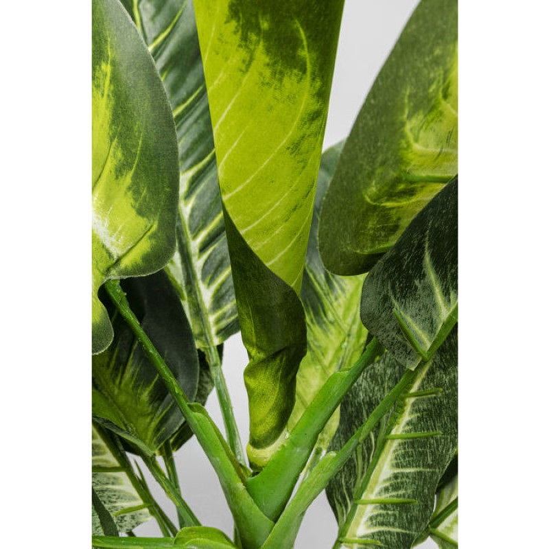 Декоративна рослина Dieffenbachia 50cm