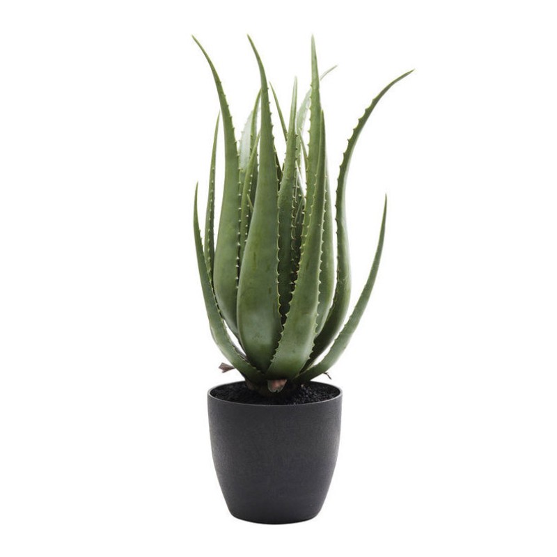 Декоративна рослина Aloe 69cm