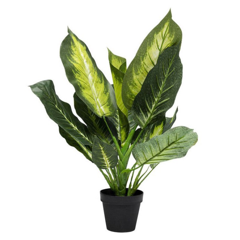 Декоративна рослина Dieffenbachia 50cm