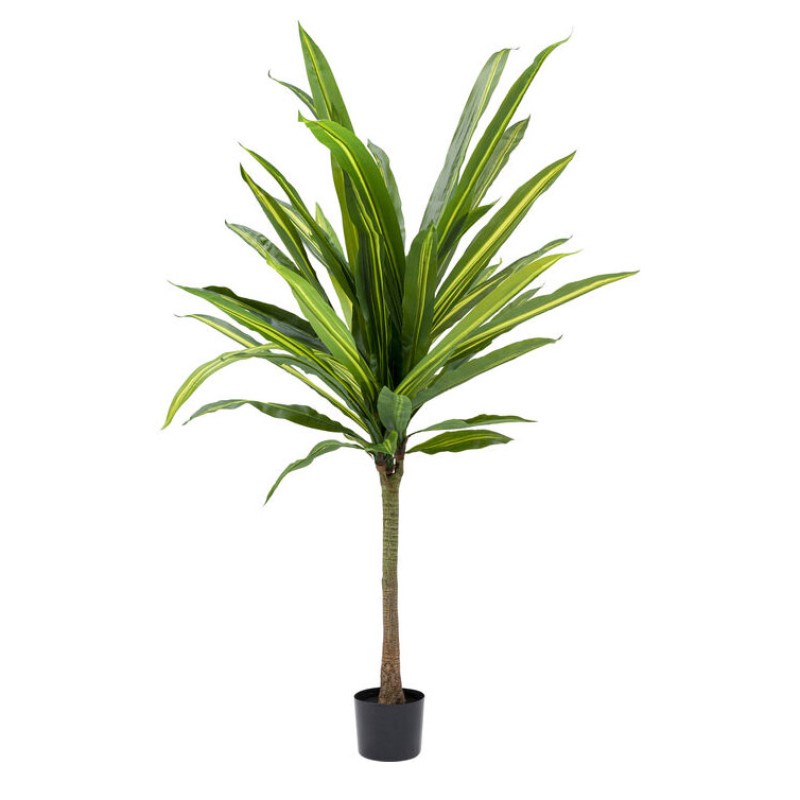 Декоративна рослина Dracaena Fragrans 180