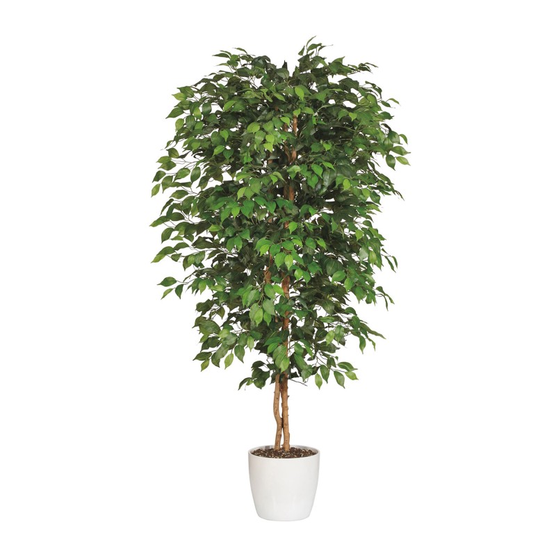 Ficus Benjamina big