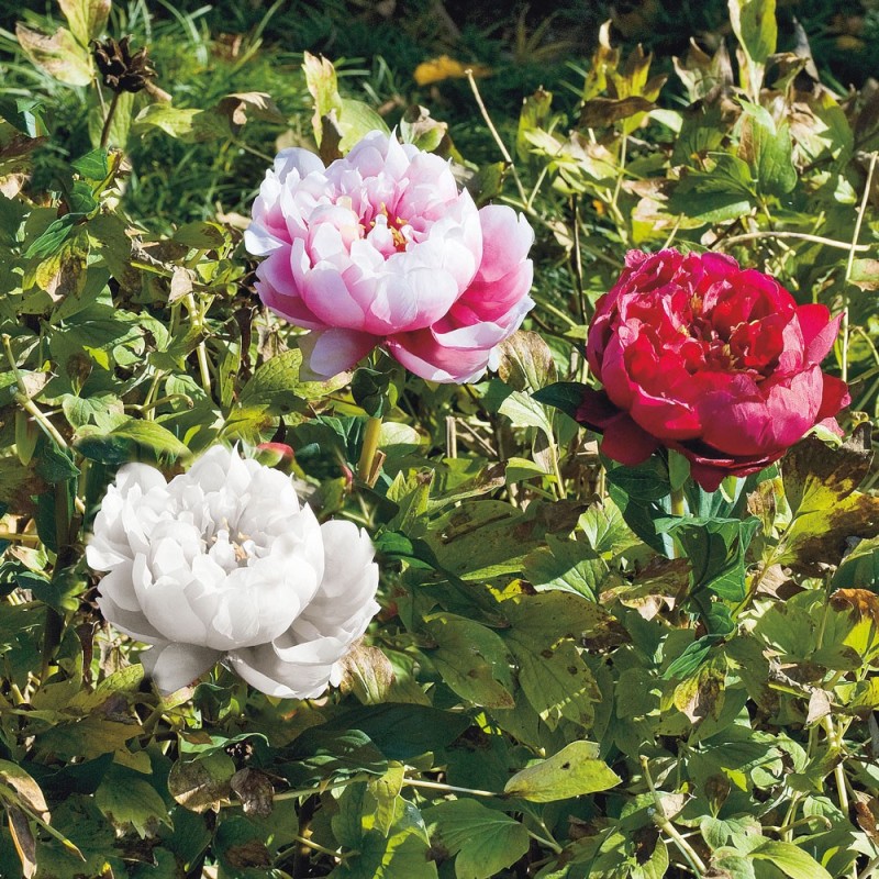 Peonia colorata