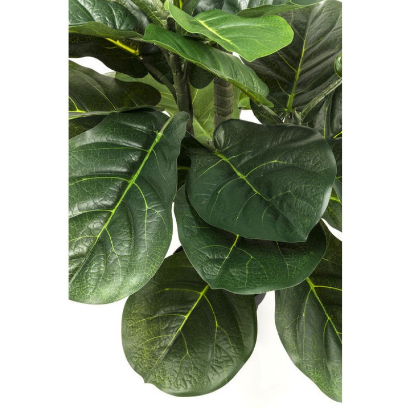 Декоративна рослина Fiddle Leaf 120cm