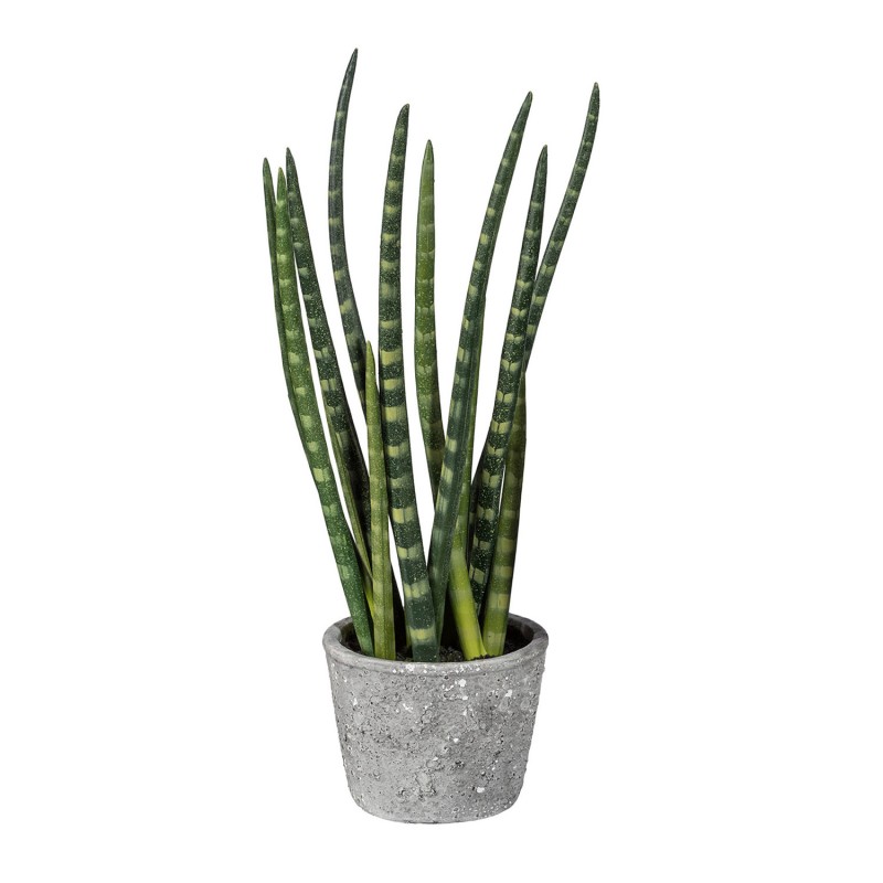 Sanseveria