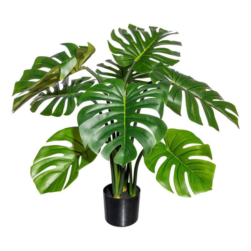 Splitphilodendron Big