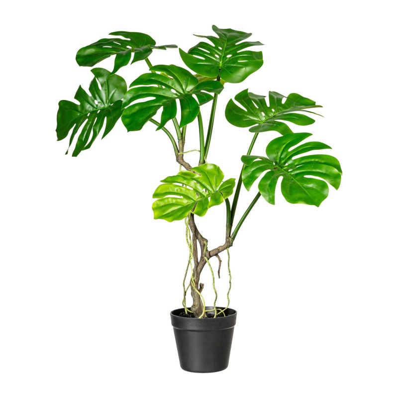 Splitphilodendron Small