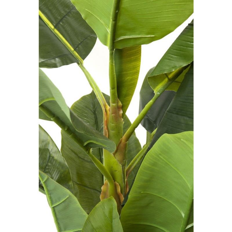 Декоративна рослина Banana Tree 180cm